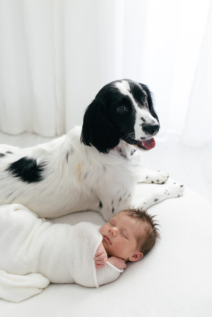 Dog and newborn baby pose together for a photograph